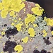 Colorful Lichen