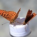For some reason these butterflies loved my water bottle cap, I wonder what it is, that attracts them