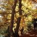 Schöne Herbstimmung, Herbstfarben im Aufstieg zum Calanda 2806m