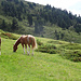 Pferde auf der Weide bei Chaness