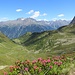 Alpenrosen im oberen Innerbergtal
