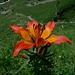 Feuerlilie (Lilium bulbiferum)