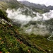 Alpenrosen am Wegrand oberhalb der Franz-Senn Hütte