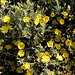 Im Aufstieg vom Covão d'Ametade zum Cântaro Gordo - Nicht alle gelben Blüten stammen aktuell vom Ginster. Diese sehen "fingerstrauch-mäßig" aus.