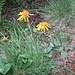Arnica montana L.<br />Asteraceae<br /><br />Arnica.<br />Arnica.<br />Arnika.