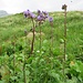 Cicerbita alpina (L.) Wallr.<br />Asteraceae<br /><br />Cicerbita violetta.<br />Cicerbite des Alpes.<br />Alpen-Milchattich.