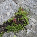 Sempervivum montanum L.<br />Crassulaceae<br /><br />Semprevivo montano.<br />Joubarbe des Alpes.<br />Berg-Hauswurz.