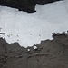 im, am, oder unterhalb - des Altschneefeldes - tummelt sich ein grosses Gamsrudel