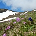 Alpenblumenpracht auf dem Weg zur Zwischenegg