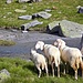 Auf einer Ebene unterhalb des Gletschers treffen wir auf die Herde Schafe, die es sich hier gemütlich gemacht haben