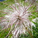 Frutto di Pulsatilla alpina.