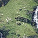 Wieder zurück bei der Kapelle Zervreila: Close up auf weidende Schafe auf der gegenüberliegenden Seeseite neben dem tosenden Fruntbach.