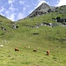 Schottische Hochlandrinder auf der Lampertsch Alp, unterhalb des Val Nova.