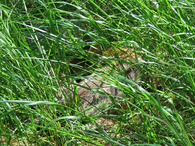 un cucciolo di capriolo nascosto nell' erba - Fotos hikr.org