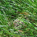 un cucciolo di capriolo nascosto nell' erba