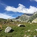 Alpe Buscagna, hinten Helsenhorn mit Wolkendeckel
