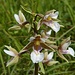 eine seltene und äußerst hübsche Orchidee, der Sumpf-Stendelwurz