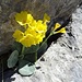 noch eine gelbe Blumenschönheit, aus einer Felsritze wachsend