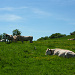 Kühe auf der Weide