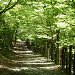 Der Weg durch ein Buchenwäldchen