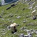Schafe im Rosskar