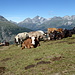 mucche all'alp Languard