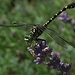 Gehört zu den Großlibellen: die Kleine Zangenlibelle, Onychogomphus forcipatus auf Lavendel (Penzinger Baggersee) / appartiene alle libellule grandi