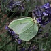 Zitronenfalter, Gonepteryx rhamni auf Lavendel