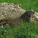 Ausgestrecktes Murmeltier im Köllebachtal / marmotta sdraiata