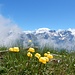 Trollblumen vor Wolkenfetzen - und grosser Wolkenwand über Balmhorn und Altels