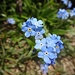 Non ti scordar di me, il mio fiorellino preferito, l' azzurro del cielo a ingentilire l' aspro mondo minerale.