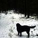 Winterlich verschneite Wege führen durch den südlichen Steinwald