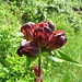 Purpur-Enzian (Gentiana purpurea)