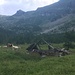 Mucche nei pressi del'Alpe Vallè