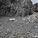 der Abstieg über die Geröllhalde ist "leicht individuell"; dh. man/frau sucht sich die besten Tritte in der Geröllhalde; über der grossen Felspartie (rechts im Bild) steigt man über das Geröllfeld vor oder nach dem Gesteinsbrocken (Bildmitte) ab auf die Hochebene