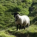 Willkommensgruss des mutigsten Schafes, welches sich bis zu uns getraut hat...