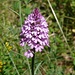 Orchidee am Wegesrand (Helm-Knabenkraut)
