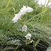 <b>Campanula barbata varietà bianca (rara).</b>