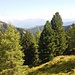 Die Region zwischen Wirtschaftswald und Almgebieten wird von solchem Mischwald aus Lärchen, Zirben und Fichten geprägt; Alpenrosen sind im Unterholz auch häufig anzutreffen.