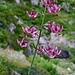 Lilium martagon (Türkenbund-Lilie)