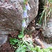 Campanula barbata L.<br />Campanulaceae<br /><br />Campanula barbata.<br />Campanule barbue.<br />Bärtige Glockenblume.