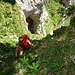 im letzten Aufschwung oberhalb der Grotte