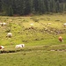 Entspanntes Weidevieh - auch wenn alles so friedlich wirkt, sind wir den Kühen mit Kälbern doch lieber ausgewichen, genau beobachtet haben die uns schon...