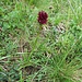 Nigritella rubra (Wettst.) K. Richt.<br />Orchidaceae<br /><br />Nigritella rossa.<br />Nigritelle rouge.<br />Rotes Männertreu.