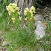 Pedicularis tuberosa L.<br />Orobanchaceae (incl. Scrophulariaceae p.p.)<br /><br />Pedicolare zolfina.<br />Pédiculaire tubéreuse.<br />Knolliges Läusekraut.
