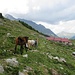 Cavalli all'Alp de Naucal.