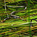 Eine dritte junge Ringelnatter schlängelt sich währenddessen über das nasse Gras.