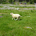 Im Gegensatz zu den Kühen von Lauvvikane sind die Schafe von Kvannvik sehr ängstlich