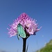 ... und eine zierliche Orchis - mit schön gefärbtem Besucher - bereichern den ersten Abschnitt des Zustieges