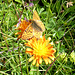 Goldpipaun mit Schmetterling